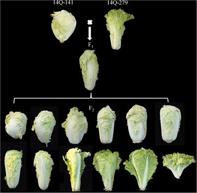 Development and Application of SSR Markers Related to Genes Involved in Leaf Adaxial-Abaxial Polarity Establishment in Chinese Cabbage (Brassica rapa L. ssp. pekinensis)